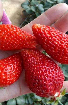 Zhang Ji, an old variety of sweet Charlie strawberry seedlings grown in high yield greenhouses every year