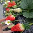 Red Beauty Strawberry Seedling Base Scheduled Strawberry Production Seedlings False Planting to Improve Survival Rate