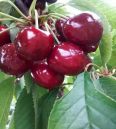 Yellow cherry seedling variety Huangmibinku Brilliant and mature, sweet and not sour, with a bright and slightly reddish color