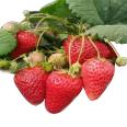 Land Strawberry Seedlings Sweet Charlie Yield High Speed Frozen Cut Ding Deep Processing Long Term Supply