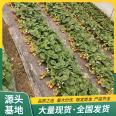 Snow White Strawberry Seedling and Fruit Seedling Base Cultivates and Uses LF817 Lufeng with Developed Roots