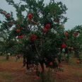 Mount Taishan red pomegranate seedlings sold in the base are planted in the courtyard. Big sweet pomegranate trees grow in clusters with complete specifications