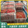 Snow White Strawberry Seedling Picking in Greenhouse LF611 Lufeng Gardening with Pot and Soil