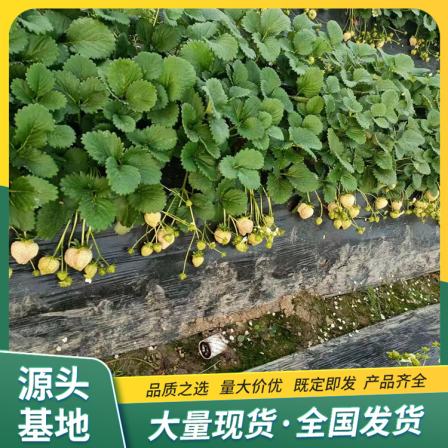 Snow White Strawberry Seedling Picking Base Cultivates and Uses Strength Factory with Pot and Tulu Peak