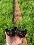 Wolf tail grass is easy to survive, ornamental grass engineering, nursery perennial root flower, Snory cold and drought resistant grass