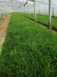 Wolf tail grass is easy to survive, ornamental grass engineering, nursery perennial root flower, Snory cold and drought resistant grass