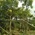 Huanghua Huaishu Shuangjing Horticultural Base with a height of 4.5 meters, a crown diameter of 3 meters, and a ground diameter of 6 centimeters