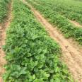 Convenient management of the extension angle of the large branches of the Flanders strawberry seedlings, and non nuclear treatment of the results of the medium and long branches