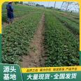 Cultivation of Fragrant Berry Strawberry Seedling Picking Base Using Source Manufacturer's Cultivation Technology in Lufeng Horticulture