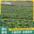 Sweet Charlie Strawberry Seedlings Planted in the Open Air, Source Manufacturer Developed Roots, Lufeng Horticulture