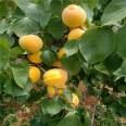 Fengyuan Red Apricot Seedlings 60 cm High Late Maturing Fruit Tree Varieties with High Autumn Flower Rate and Large Flower Quantity Can Be Planted Densely