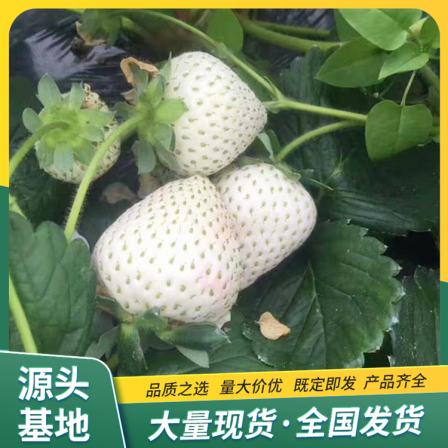 Snow White Strawberry Seedlings Potted Wholesale Use Strength Factory Survival Rate High Lufeng
