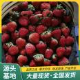 Jingbao Strawberry Seedling Greenhouse Picking and Utilization Strength Factory Results of the Year Lufeng Horticulture