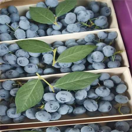 Intelligent Duke Blueberry Seedling North High Cold Resistant Variety, Cut String Fruit Group, Easy to Manage New Middle School Seedlings