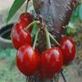 Selling Dwarf Cherry Seedlings, Meizao Big Cherry Trees, Various Varieties, New and Middle Seedlings