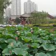 Wholesale ornamental aquatic flowers, lotus seeds, lotus seedlings, potted root seedlings, lotus seedlings, water greening and landscaping