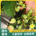 Wholesale and Use Strength of Fragrant Berry Strawberry Seedlings in Pot Plants, Factory Watering, Sterilization, Lufeng Horticulture