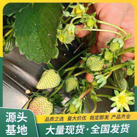 Wholesale and Use Strength of Fragrant Berry Strawberry Seedlings in Pot Plants, Factory Watering, Sterilization, Lufeng Horticulture