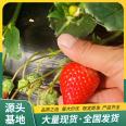 Spring Fragrant Strawberry Seedlings, Sightseeing Agriculture, Picking and Utilization Strength Base, Seedling Raising, Lufeng Horticulture Base