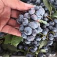 Yunque Blueberry Seedling Base Sells Early Mature Big Fruits and Vigorous Growth of New and Medium Sized Seedlings