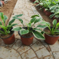 Flower leaf, golden border, purple flower, jade hairpin, farmer's direct hair, small seedlings, and large pots with complete specifications