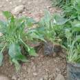 Early spring ornamental flowers with long flowering period and sufficient direct supply of small seedlings in the base of purple glutinous rice