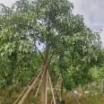 Australian flame wood container seedlings with a meter diameter of 9-25 cm are planted and supplied on the base site