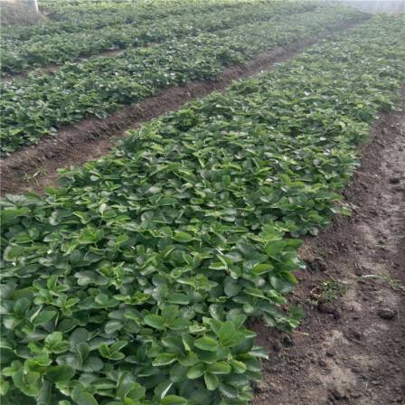 Miao Xiang Strawberry Seedling Dwarfing and Dense Planting Landscape Planning, Green and Beautiful Leaves, Used for Greening on Construction Sites