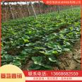 Strawberry seedling planting base is currently being excavated and sold. Yuexiu New Variety Moisturizing Delivery with Developed Root System