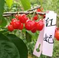 Red Concubine Cherry Seedlings: Southern Sweet Cherry Seedlings Can Be potted and Grown in the Ground. The Seedling Growth Value of Big Cherries in the Current Year