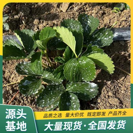 The variety of red strawberry seedlings is complete throughout the four seasons, and they are planted on balconies in the south and north. The results of that year are from Lufeng Horticulture