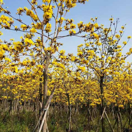 The base provides multi flowered yellow flower wind chime trees with a ground diameter of 8-15 cm and a full crown tree for viewing flowers