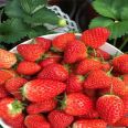 Milk Strawberry Seedlings, Large Fruit Shape, High Yield, Bright Color, Wholesale, Greenhouse Planting, Intelligent Forest Seedling Planting in Bases