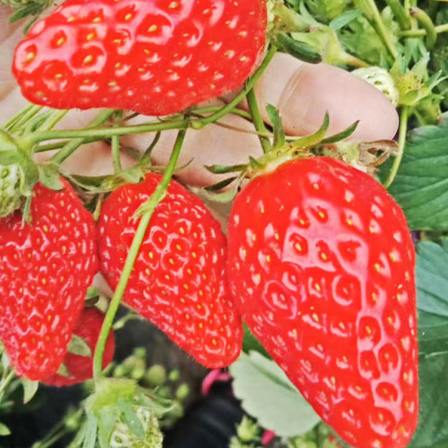 Easy to Survive Red Strawberry Seedlings with Developed Root System Welcome to Field Visit Lu Feng