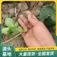 Snow White Strawberry Seedling Picking in Greenhouse Source Factory Roots Developed Lufeng