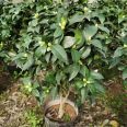 Wholesale of fragrant camellia seedlings and fragrant camellia in a hundred mu planting base