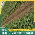 Snow White strawberry seedling and fruit seedling base cultivates and uses the same year's results LF226 Lufeng