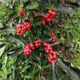 2cm North American holly with well-developed root system, easy to survive, long fruiting time, new and medium-sized seedlings