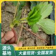 Fengxiang Strawberry Seedling and Fruit Seedling Base Cultivation Using Large and Uniform Fruit LF1207 Lufeng Horticulture