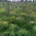 More than ten years of experience in seedling cultivation under the full process technical guidance of direct supply of 3cm metasequoia by farmers