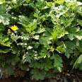 The ground cover chrysanthemums have a long flowering period and dense density, with complete specifications. Planting bases, gardens, and rental flowers are available