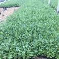 Verbena officinalis Cultivation Base Verbena officinalis Seedling Wholesale Free Planting Technical Consultation