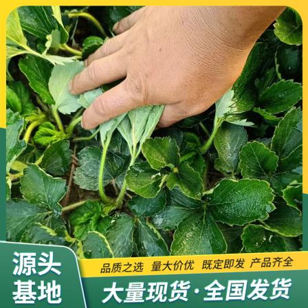 High Survival Rate of Fragrant Berry Strawberry Seedlings for Sightseeing Agricultural Picking LF719 Lufeng Horticulture