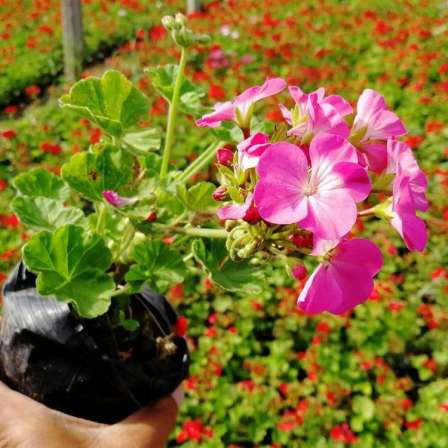 Bedroom balcony ornamental flowers, geranium seedlings, potted multi-color flowers, shipped in pots