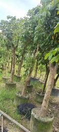 Longan Tree Base Planting Evergreen All Seasons to Supply Various Fruit Tree Seedlings