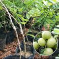 Wholesale of over 100 acres of sweet fruit seedlings in the main production area of Hunan Province