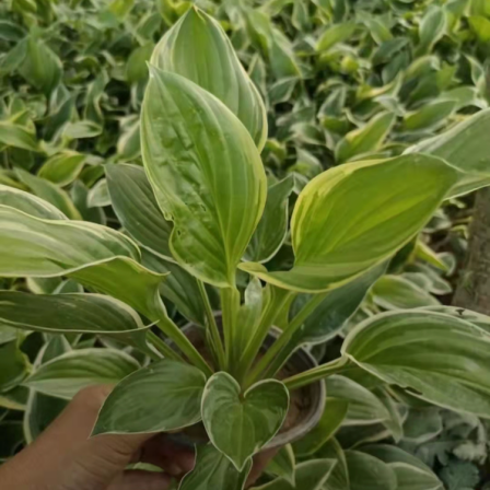 Flower leaf, golden border, purple flower, jade hairpin, farmer's direct hair, small seedlings, and large pots with complete specifications