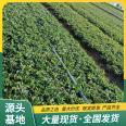 Cultivation of Snow White Strawberry Seedling Picking Base Using Watering Sterilization LF318 Lufeng