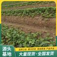 Sweet Charlie Strawberry Seedling and Fruit Seedling Base Cultivation Using Source Factory Watering and Sterilization Lufeng