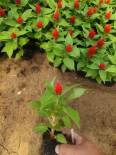 Cockscomb seedlings potted with green leaves, one pen, green leaves, red flowers, Snory flowers